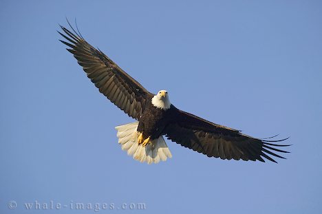Eagle Watching at Huntsman Lake
